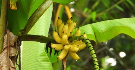 Banana Ouro: Benefícios, Calorias e Por Que Ela é Tão Especial