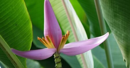 Banana Roxa: Benefícios, Nutrientes e Guia Completo de Consumo