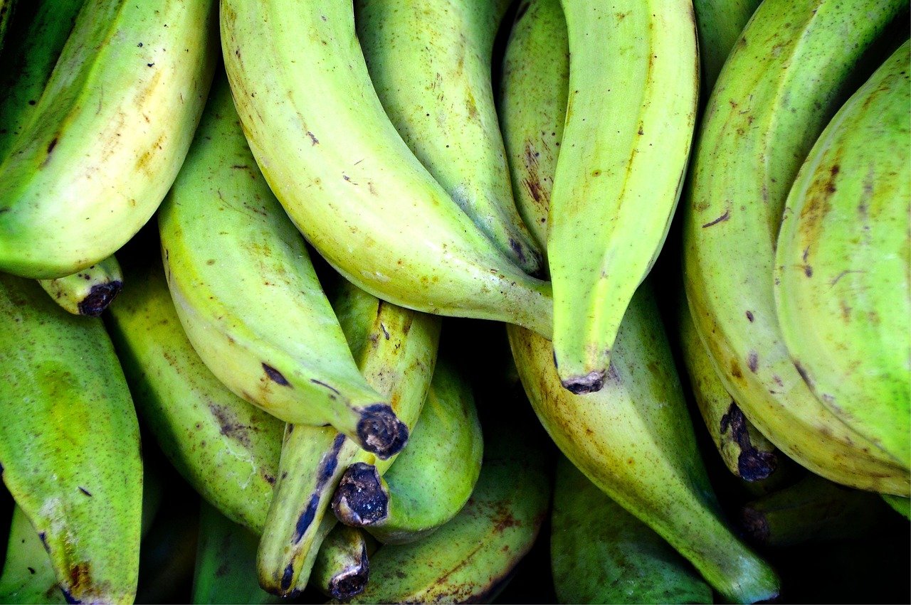 Guia da Banana-da-terra Como Escolher, Preparar e Benefícios 1 Guia da Banana-da-terra Como Escolher, Preparar e Benefícios