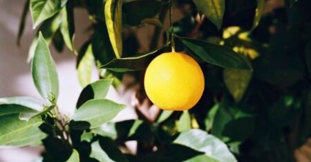 Laranja Bahia: Benefícios, Curiosidades e Como Usar na Dieta