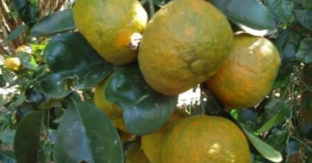 Laranja-da-terra: Benefícios, Receitas e Usos Medicinais