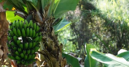 Os 10 Benefícios da Banana para a Tua Saúde